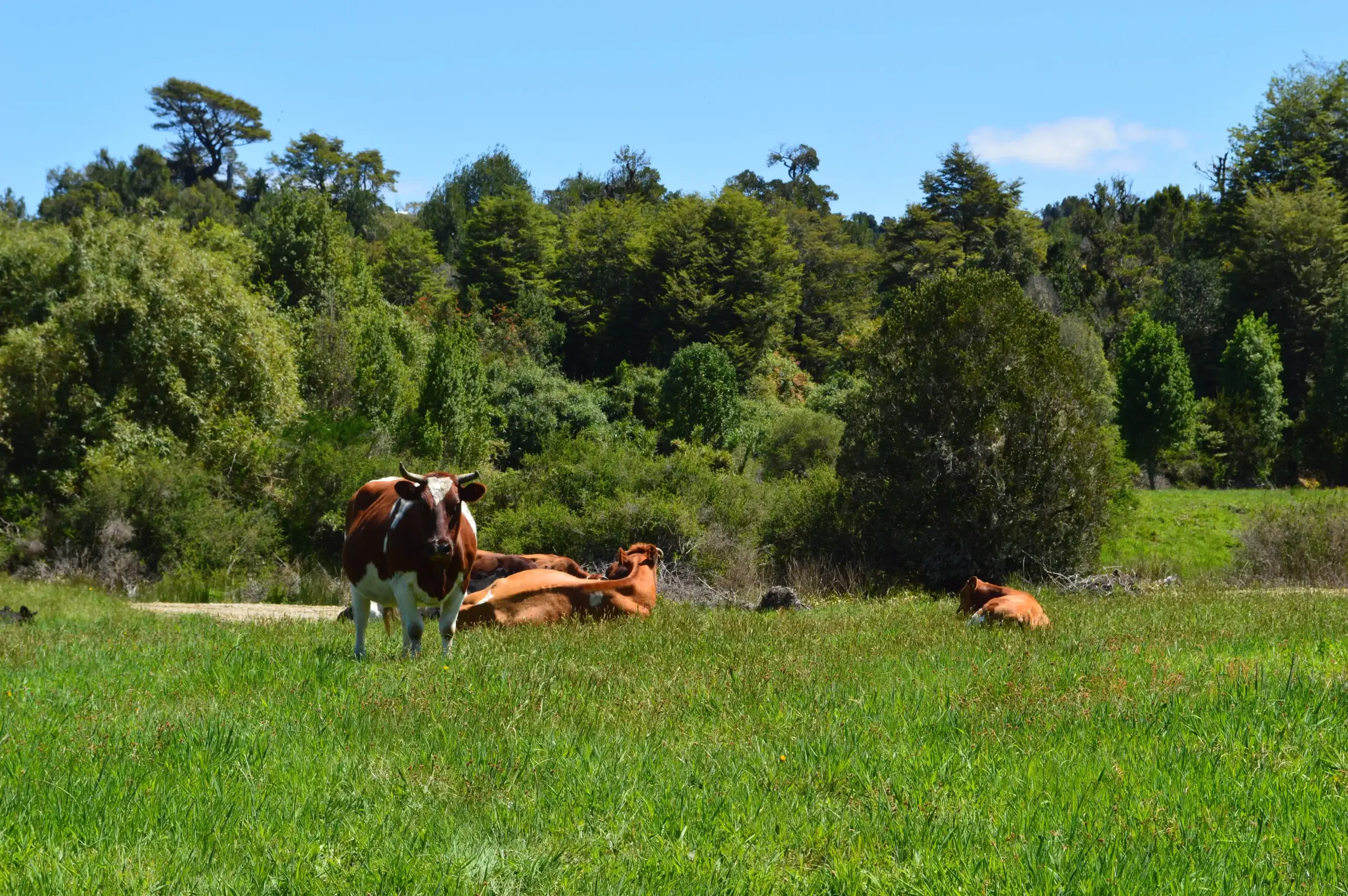 Refugio Arrayanes - Terreno en venta en Chiloé