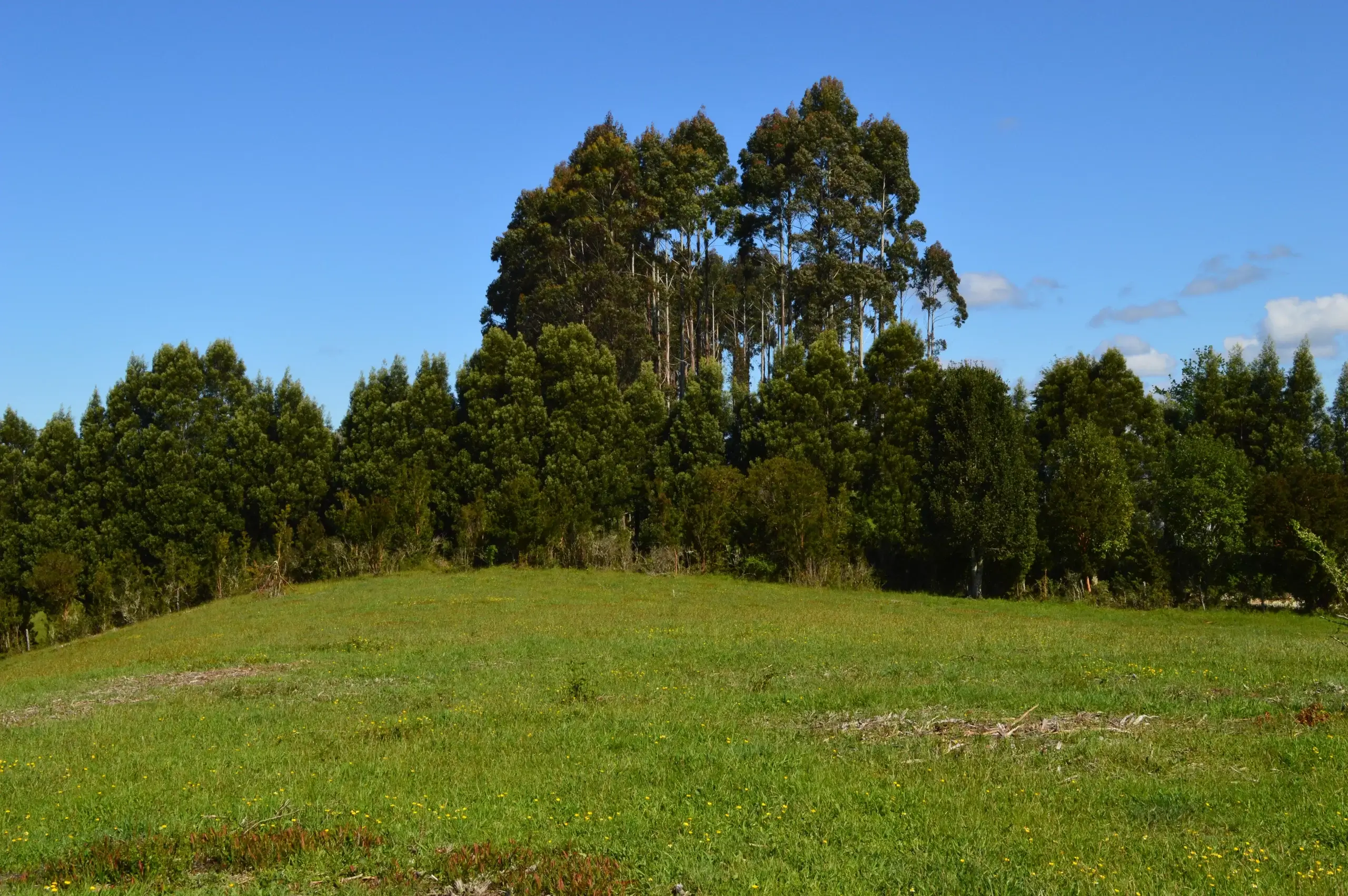 Refugio El Prado - Terreno en venta en Chiloé