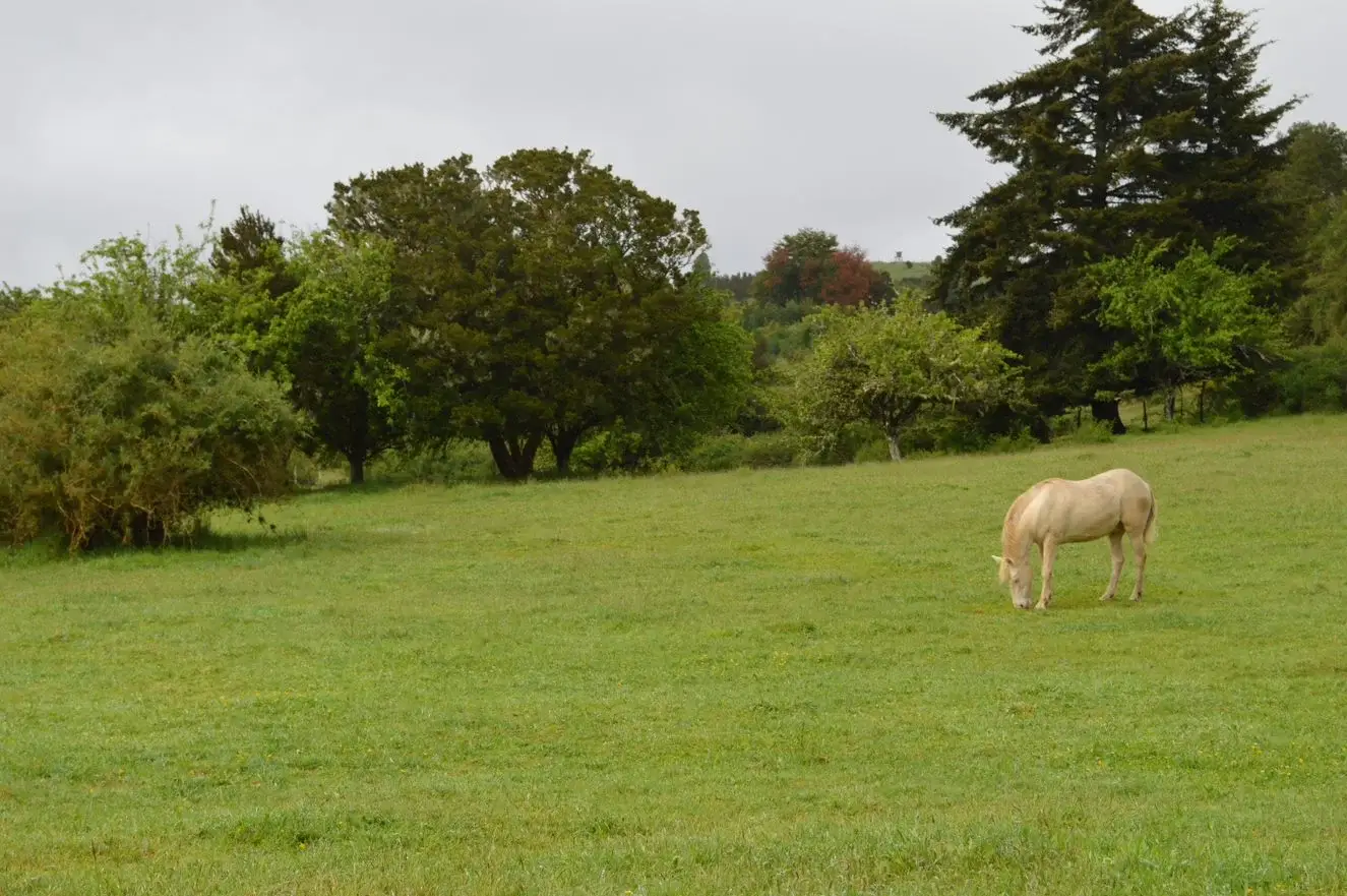 Refugio Belbén - Terrenos en venta Chiloé