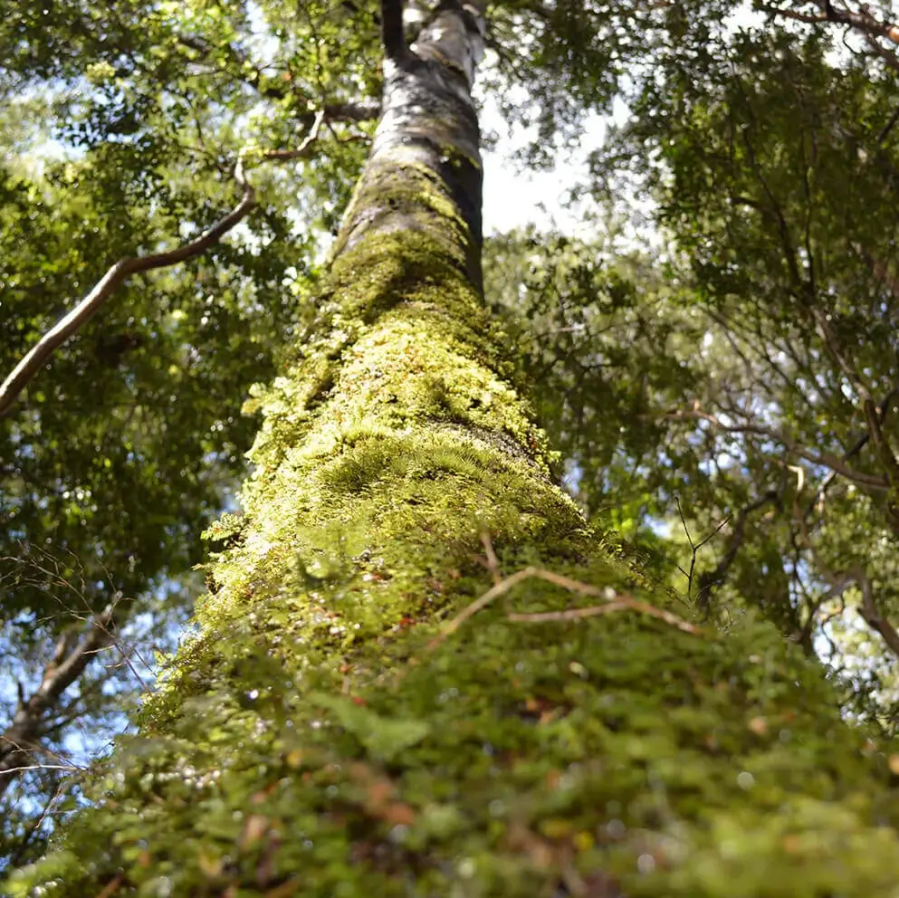 Vientos de Chiloé - Terreno en venta en Chiloé